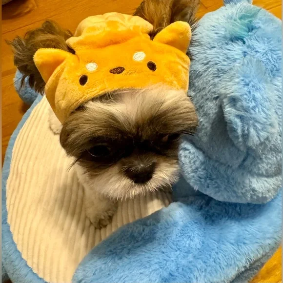 Shiba Inu breed. Pet hat. Famous product Miniso. Cute hat for a pet. - Picture 9 of 13